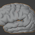 9.png 3D Model of Left and Right Brain