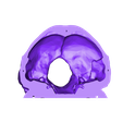 skull-bottom-back.stl Human skull, anatomically correct - for smaller printers