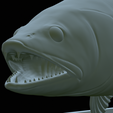 zander-statue-4-open-mouth-1-52.png fish zander / pikeperch / Sander lucioperca  open mouth statue detailed texture for 3d printing