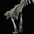 02.jpg Tyrannosaurus rex: 3D skeleton