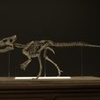 untitled2.jpg Microceratus life size skeleton