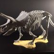 31758431814_b0c4ae691b_k.jpg Triceratops prorsus Skeleton
