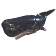 1.jpg WHALE Sperm Whale Moby Dick ORCA Killer Whale Dolphin FISH sea CREATURE 3D MODEL ANIMATED RIGGED