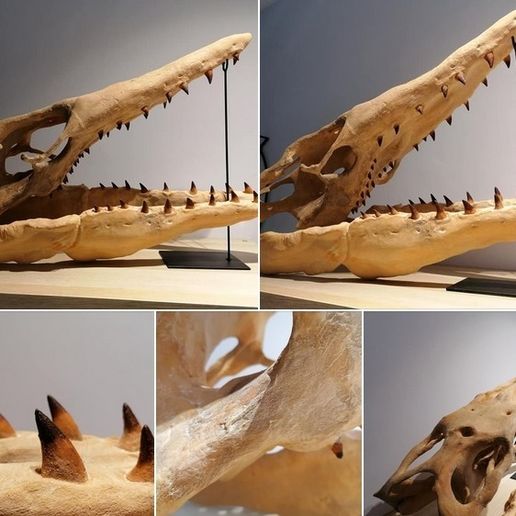 TYLO3.jpg Download OBJ file Mosasaurus Skull 3D Print • 3D printing design, Think3dprint