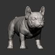 french-bulldog-puppy13.jpg french bulldog puppy 3D print model