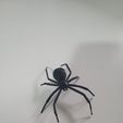 La araña viuda negra