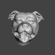 2021-04-27-22_38_52-Window.png DOG HEAD STAFFORSHIRE BULL TERRIER STAFFY PITBULL DOG .obj .stl