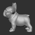 FBD02.png Frage Französische Bulldogge