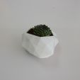 IMG_7263.JPG Flower Pot