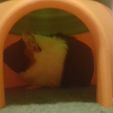 50524842_2215156778805644_4710583863825399808_n.jpg Carrot Castle - Guinea Pig Hideout