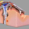 23.jpg Brain with meninges scalp detailed labelled 3D