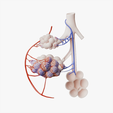Bronchioles_Thumbnail.png Bronchioles and Alveoli Anatomy