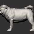 pug-for-3d-printing-3d-model-fd523cd4a5.jpg Pug for 3D printing