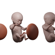 Ninth_Month_Render_02.png Month 9 Human embryonic (baby stages)