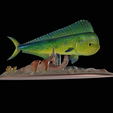 my_project-1-12.png mahi mahi / dorado / common dolphinfish underwater statue detailed texture for 3d printing