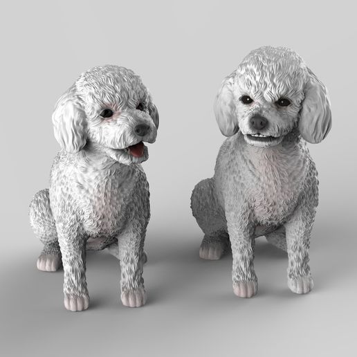 poodles-10.jpg Toy Poodle / Poodle