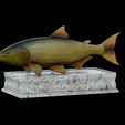 golden-dorado-statue-box-1.png fish golden dorado / Salminus brasiliensis with storage space / for 3d printing