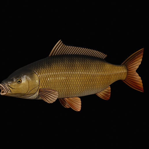 🎏 COMMON CARP (CYPRINUS CARPIO) real size open mouth in motion 3 fish ...