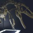 DSC_0069 - Copie.jpg 3D file Skeleton of Vélociraptor real size Part04/05・3D printable model to download, Inhuman_species