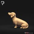 Dachshund-Miniature-Smooth-Haired-Pose-05-Dog-3D-Print-7s.jpeg Perro salchicha miniatura de pelo liso Pose 05