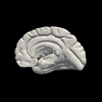 7.png 3D Model of Left and Right Brain