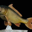 Carp-trophy-statue-18.png fish carp / Cyprinus carpio in motion trophy statue detailed texture for 3d printing