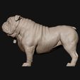 17.jpg Bulldog model 3D print model