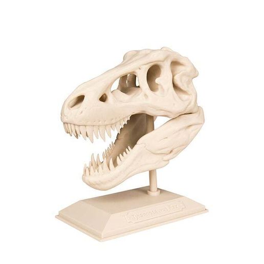 T-Rex fossil skull