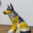 4.JPG Dog - German shepherd dog