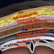 5.jpg Brain with meninges scalp detailed labelled 3D