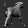 rhodesian-ridgeback-running13.jpg rhodesian ridgeback running 3D printed model