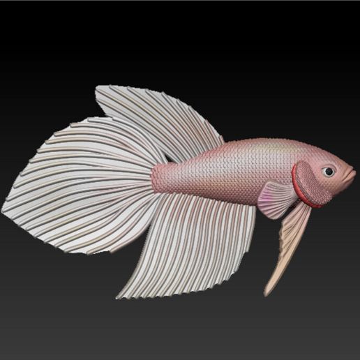 z5494467357475_808b3b79f0469bce677c8028766ce209.jpg Betta Fish Veiltail - Ready For 3D Printing
