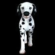 1.jpg DOG - DOWNLOAD Dalmatian 3d model - Animated for blender-fbx- Unity - Maya - Unreal- C4d - 3ds Max - CANINE PET GUARDIAN WOLF HOUSE HOME GARDEN POLICE  3D printing DOG DOG