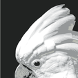 Cacatua.png Какаду Хуефорж 147 х 220 мм