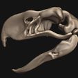 08.jpg Terror bird- birds terror skull in 3D