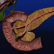hepato-biliary-tract-pancreas-gallbladder-3d-model-blend-23.jpg Hepato biliary tract pancreas gallbladder 3D model