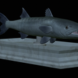 Barracuda-mouth-statue-10.png fish great barracuda / Sphyraena barracuda open mouth statue detailed texture for 3d printing