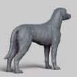 R05.jpg Irish Wolfhound V3