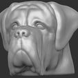 12.jpg English Mastiff head for 3D printing
