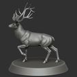 2.jpg Reindeer