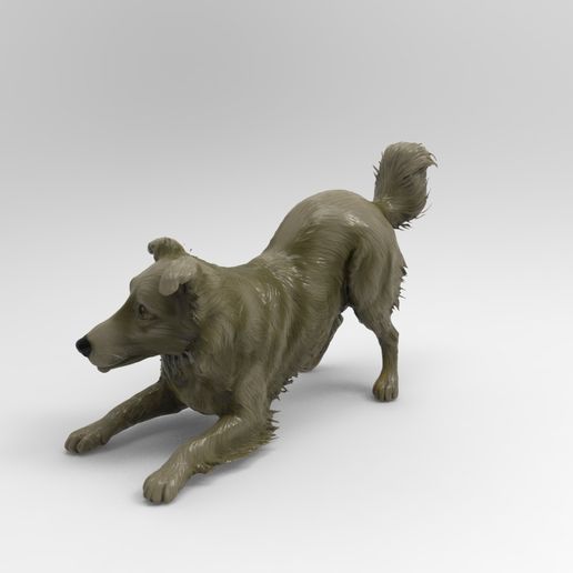 col1.jpg Бордер-колли игривая