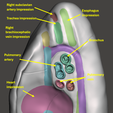lung-1.png High resolution 3D lungs model with detailed anatomical impression