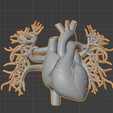 4.png 3D Model of Heart with Vessels
