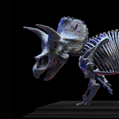 20231117_183834_0000-1.png Triceratops horridus 1:20 to 1:40 scale