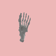 11.png SKELETON OF THE LEFT FOOT 3d SEGMENTED MODEL