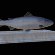 Salmon-statue-11.png Atlantic salmon / salmo salar / losos obecný fish statue detailed texture for 3d printing