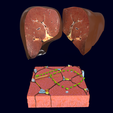 Screenshot-25.png Liver histology anatomy labelled