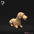 Dachshund-Wire-Haired-Pose-09-Dog-3D-Print-2s.jpeg Dachshund Wire Haired Pose 09