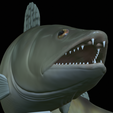zander-statue-4-mouth-open-24.png fish zander / pikeperch / Sander lucioperca open mouth statue detailed texture for 3d printing