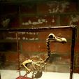 vmawxj9348t71.jpg Dodo Skeleton (Accurate and High Detail)
